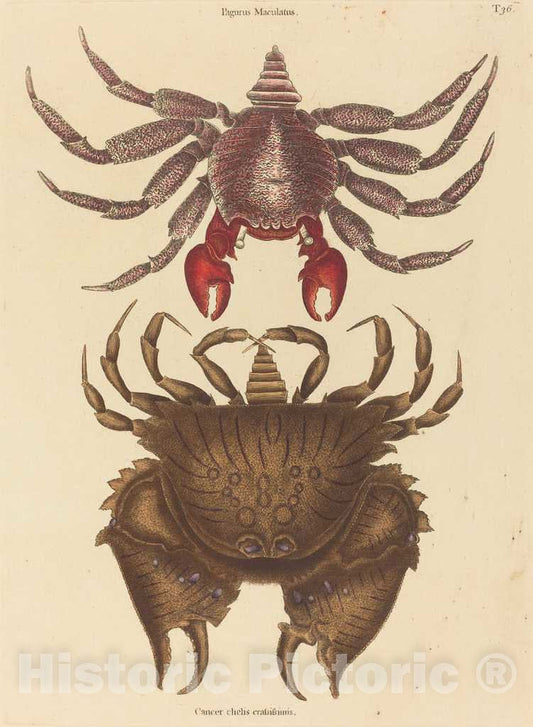 Art Print : Mark Catesby, Red Mottled Rock-Crab (Cancer grapsus), 1731-1743 - Vintage Wall Art