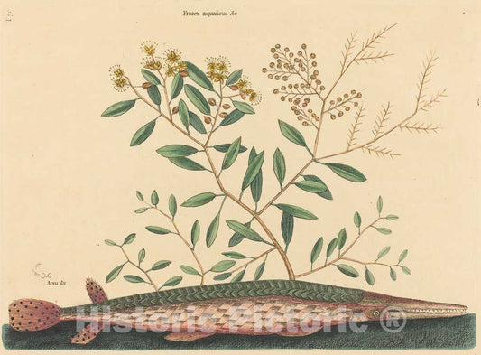 Art Print : Mark Catesby, The Green Gar Fish (Esox osseus), 1731-1743 - Vintage Wall Art