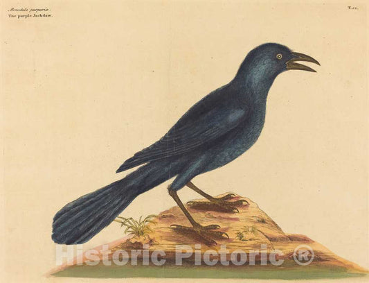 Art Print : Mark Catesby, The Purple Jack DAW (Gracula Quiscula), 1731-1743 - Vintage Wall Art