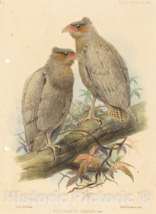 Art Print : J. Smit, Polyborus Tharus, VAR - Vintage Wall Art