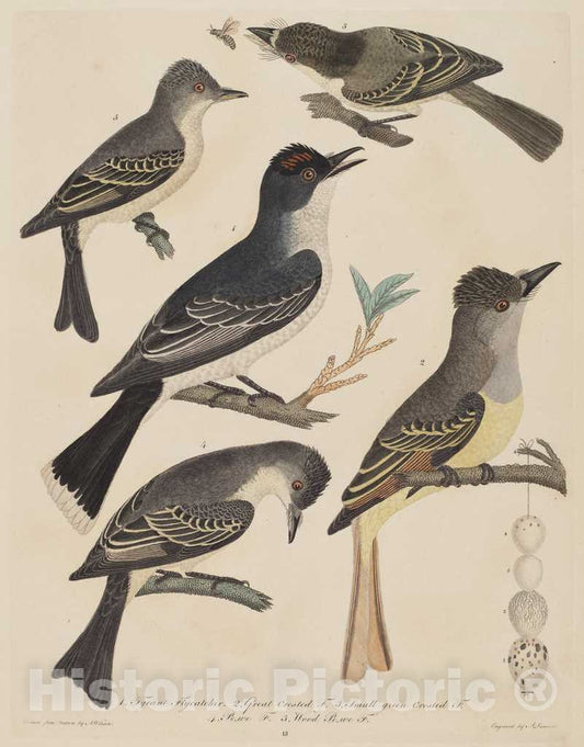 Art Print : Lawson After Wilson, Five Birds with Their Eggs and an Insect, c.1811 - Vintage Wall Art