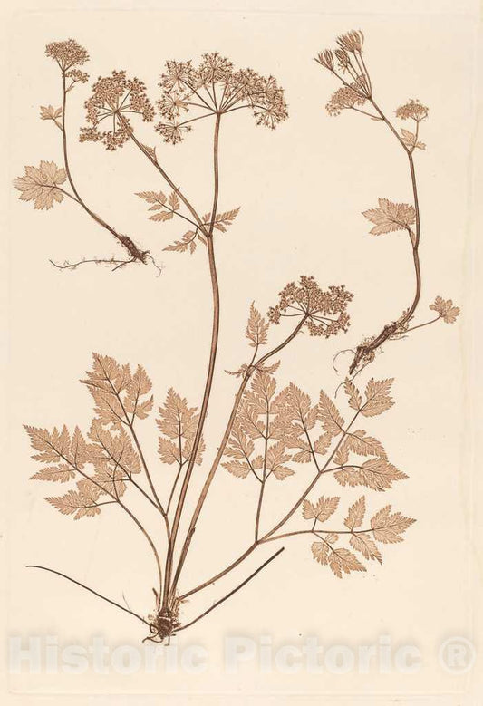Art Print : Constetin von Ettinghausen, Chaerophyllum hirsistum, 1856 - Vintage Wall Art
