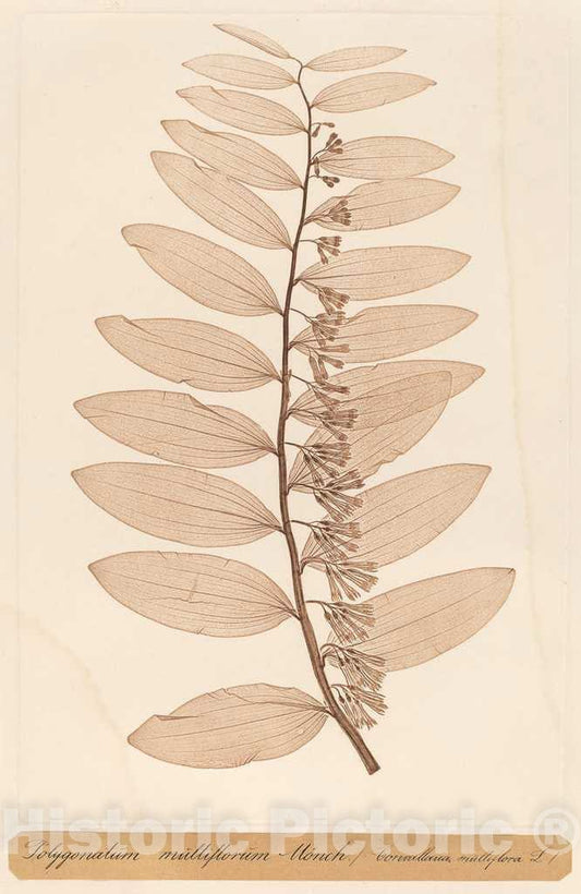 Art Print : Constetin von Ettinghausen, Polygonatum multiflorum Monch, 1856 - Vintage Wall Art