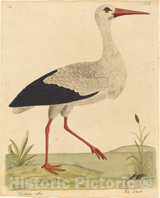 Art Print : Eleazar Albin, The Stork (Ciconia Alba), c.1735 - Vintage Wall Art