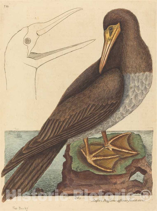 Art Print : Mark Catesby, The Booby (Pelecanus Sula), 1731-1743 - Vintage Wall Art
