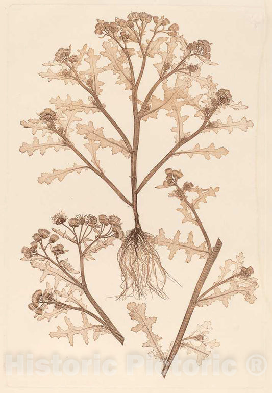 Art Print : Constetin von Ettinghausen, Senecio viscosus, 1856 - Vintage Wall Art