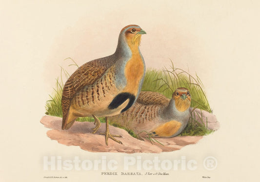 Art Print : Gould and H.C. Richter, Perdix barbata (Daurian Partridge) - Vintage Wall Art