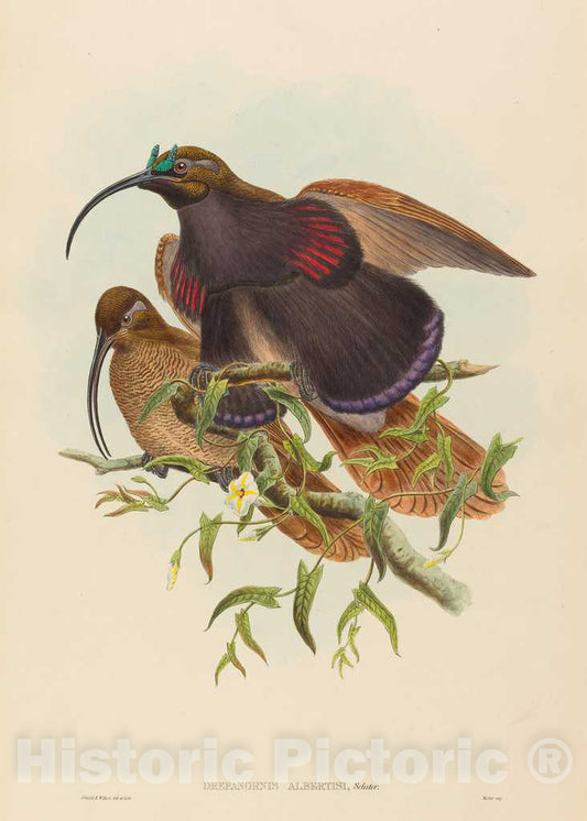 Art Print : Gould and W. Hart, Drepanornis albertisi (Black-Billed Sicklebill Bird of Paradise) - Vintage Wall Art