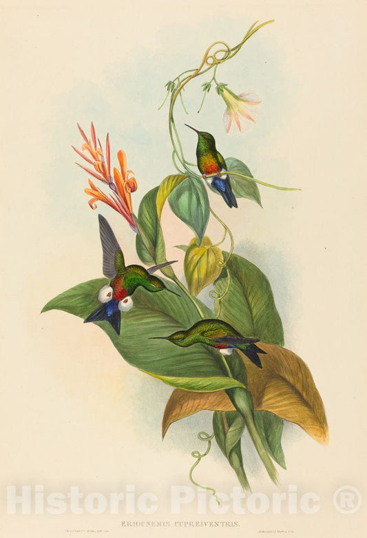 Art Print : Gould and H.C. Richter, Eriocnemis cupreiventris (Coppery-Vented Puff-Leg) - Vintage Wall Art