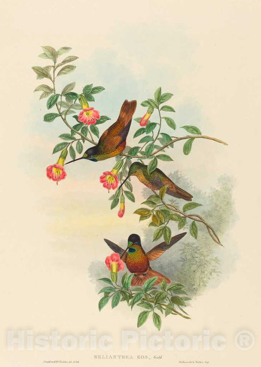 Art Print : Gould and H.C. Richter, Helianthea eos (Golden Star-Frontlet) - Vintage Wall Art