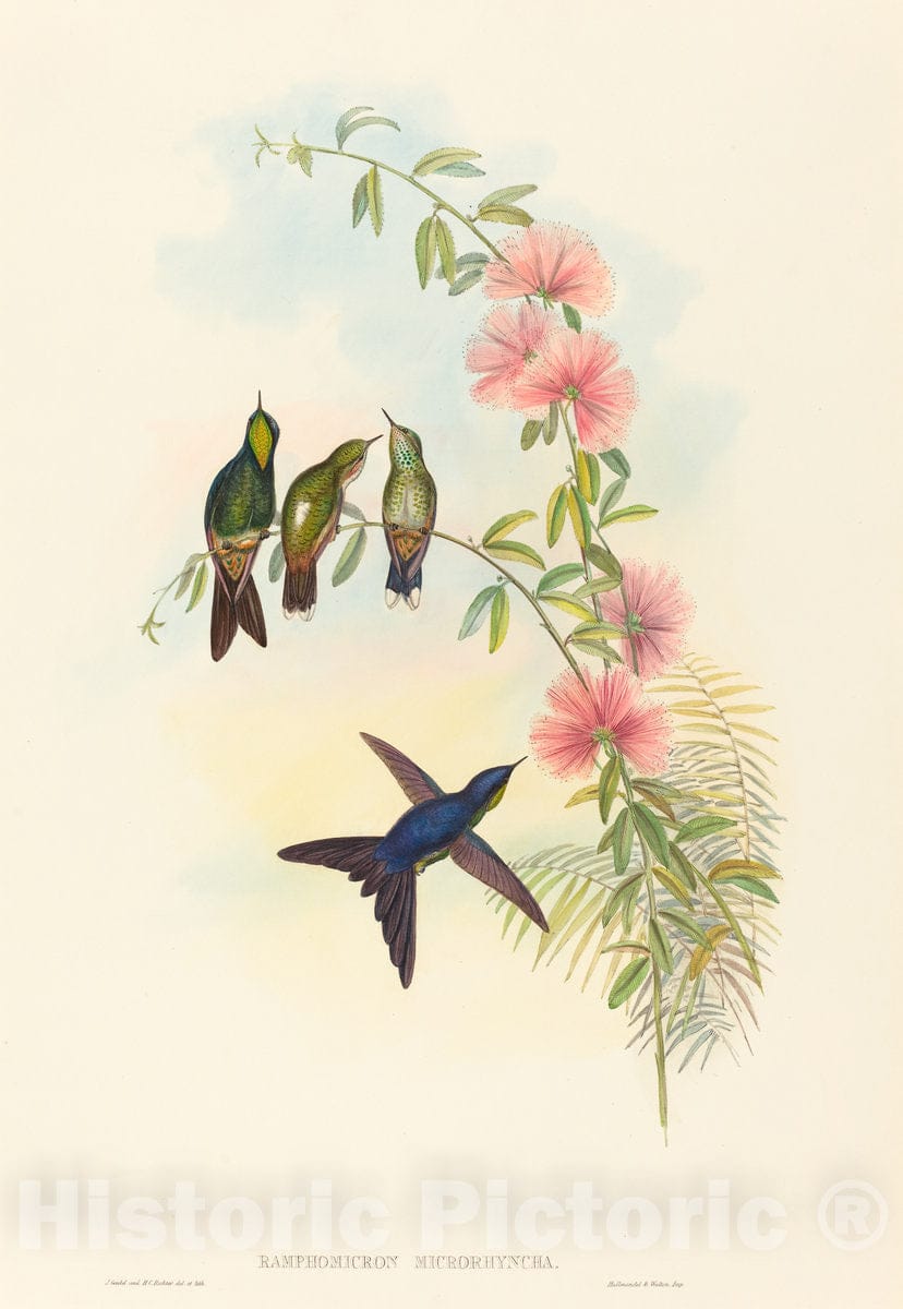 Art Print : Gould and H.C. Richter, Ramphomicron microrhyncha (Small-Billed Thornbill) - Vintage Wall Art