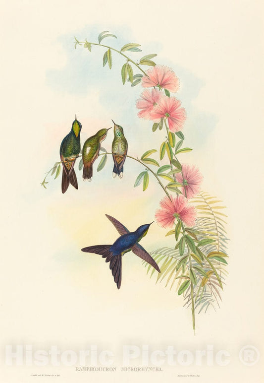 Art Print : Gould and H.C. Richter, Ramphomicron microrhyncha (Small-Billed Thornbill) - Vintage Wall Art
