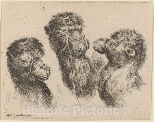 Art Print : Stefano Della Bella, Three Camel Heads, 1649 - Vintage Wall Art