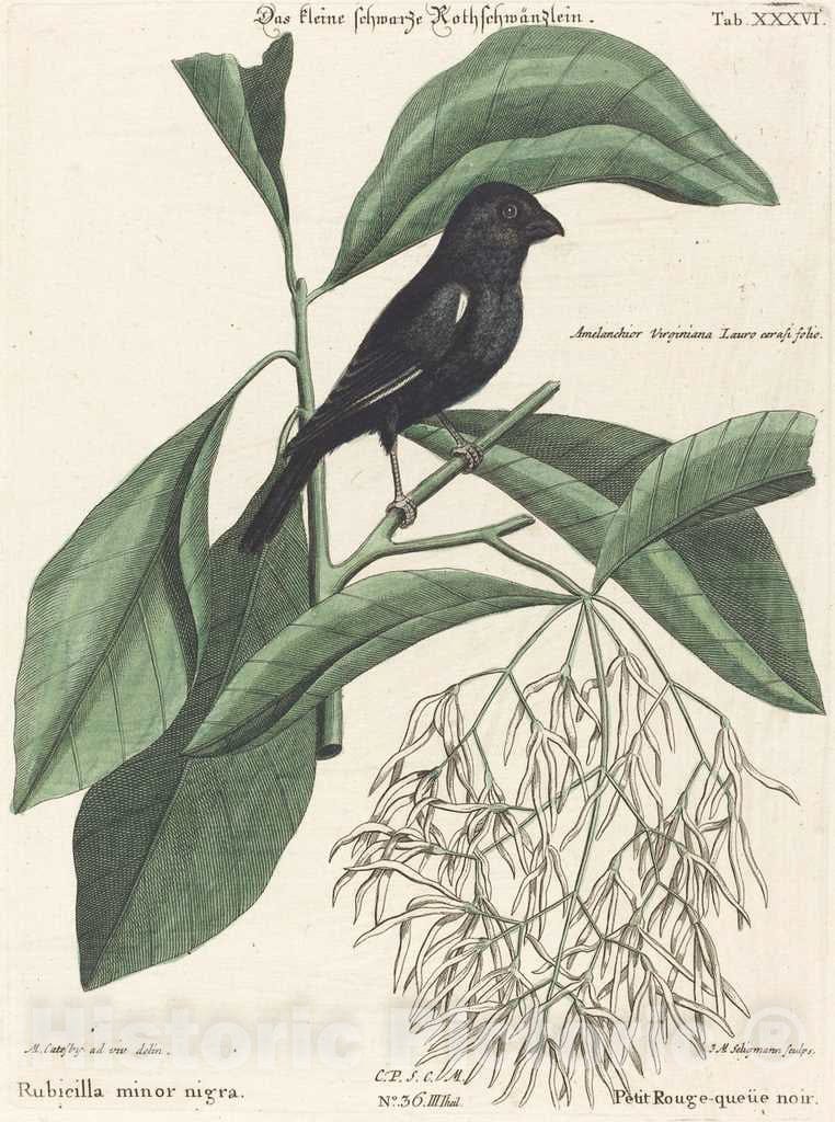 Art Print : Seligmann After Catesby, The Little Black Bullfinch (Rubicilla Minor nigra), c.1753 - Vintage Wall Art