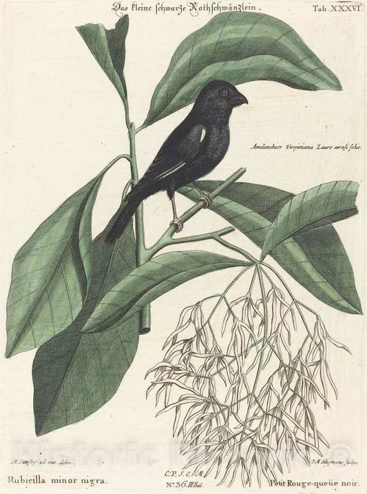 Art Print : Seligmann After Catesby, The Little Black Bullfinch (Rubicilla Minor nigra), c.1753 - Vintage Wall Art