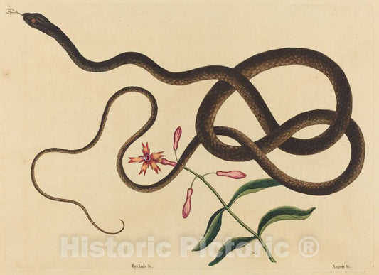 Art Print : Mark Catesby, The Coach-Whip Snake (Coluber flagellum), 1731-1743 - Vintage Wall Art
