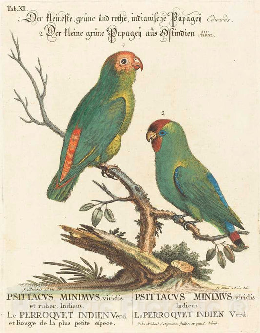 Art Print : Seligmann After Edwards, Parrot (Le Perroquet Indien. Psittacus Minimus) - Vintage Wall Art