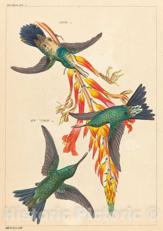 Art Print : Reichenbach, Three Hummingbirds with Plant - Vintage Wall Art