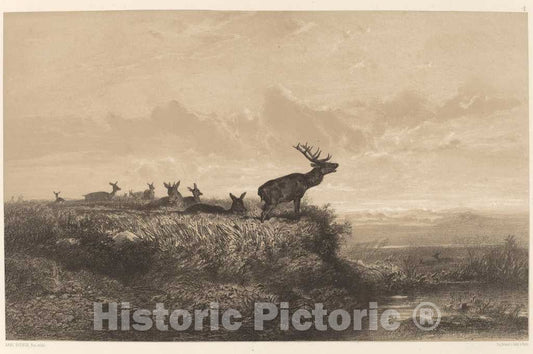 Art Print : Karl Bodmer, Le Matin. Cerf et Biches - Vintage Wall Art