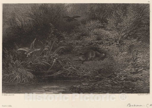 Art Print : Karl Bodmer, Renard Ã  l'affÃ»t - Vintage Wall Art