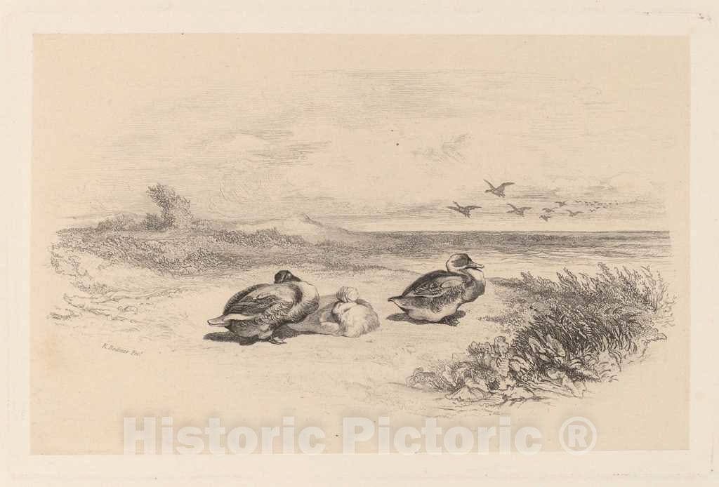 Art Print : Karl Bodmer, Canards Sauvages - Vintage Wall Art