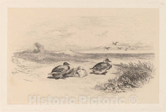 Art Print : Karl Bodmer, Canards Sauvages - Vintage Wall Art