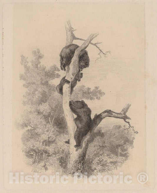 Art Print : Karl Bodmer, Les Ours - Vintage Wall Art