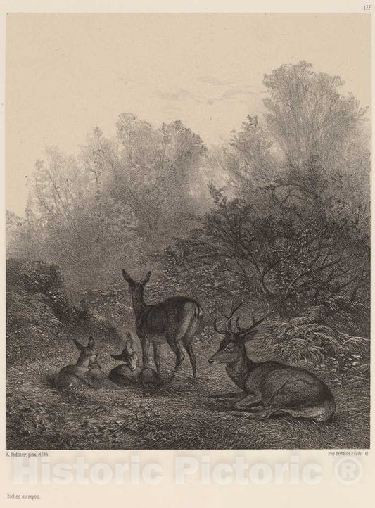 Art Print : Karl Bodmer, Biches au repos - Vintage Wall Art