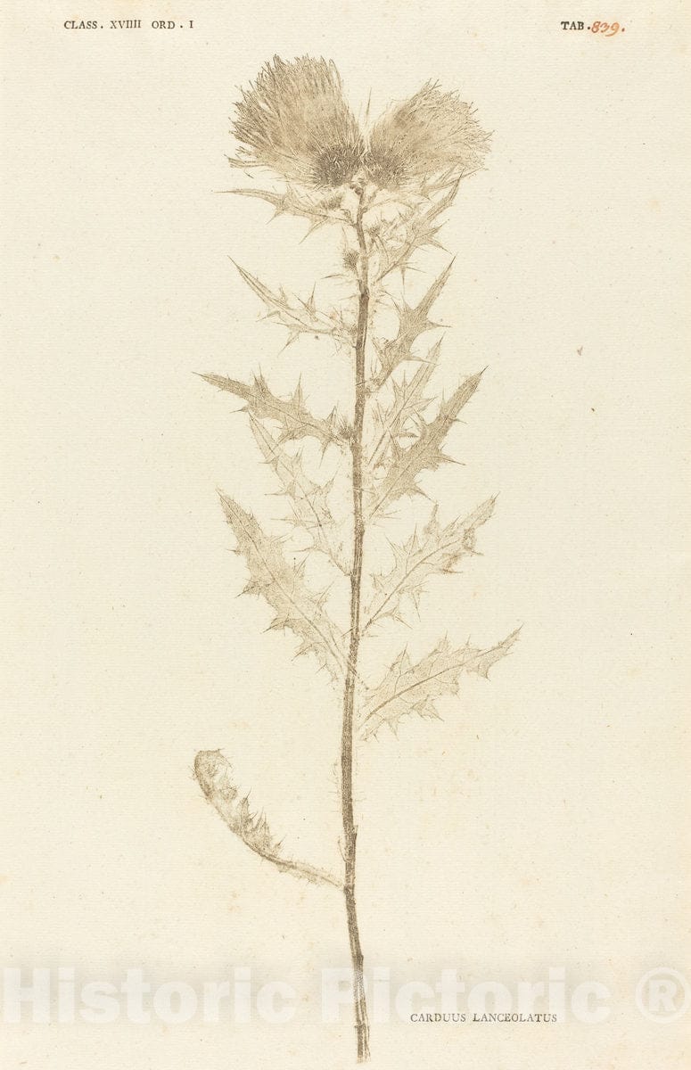 Art Print : Johann Hieronymus Kniphof, Carduus Lanceolatus, c.1761 - Vintage Wall Art