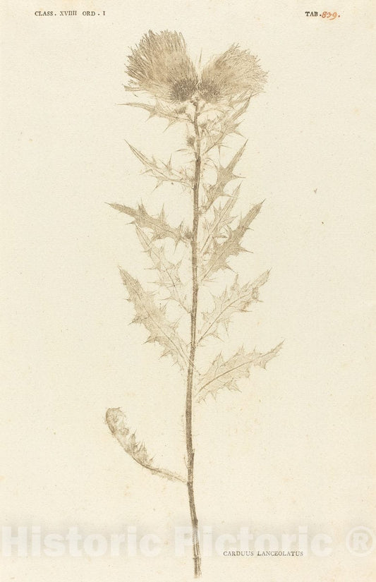 Art Print : Johann Hieronymus Kniphof, Carduus Lanceolatus, c.1761 - Vintage Wall Art