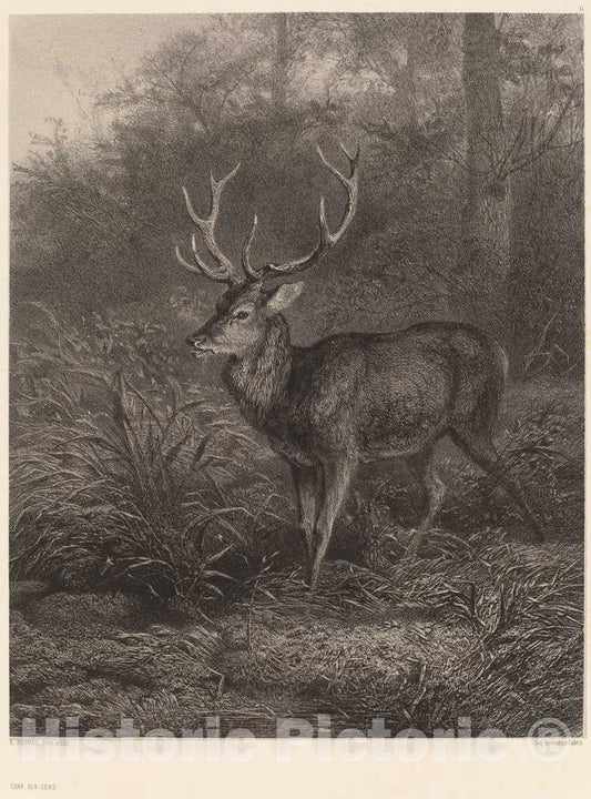 Art Print : Karl Bodmer, Cerf Dix-Cors - Vintage Wall Art