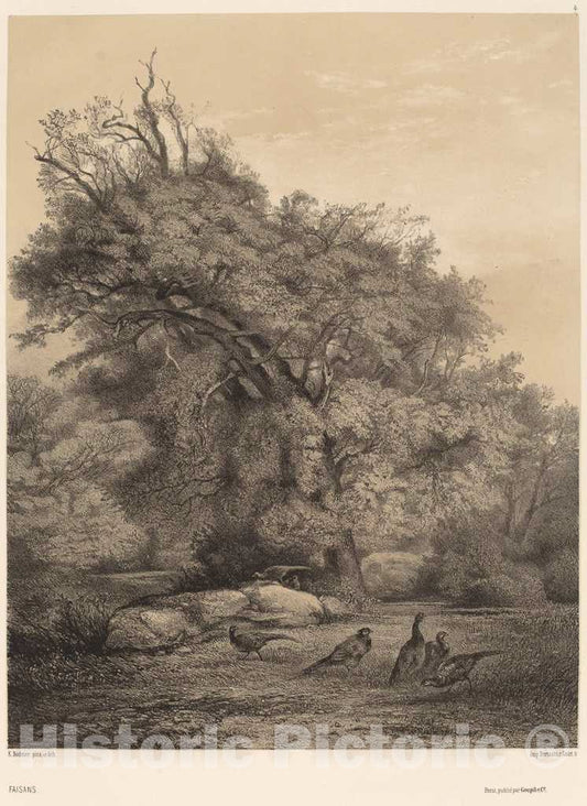 Art Print : Karl Bodmer, Faisans - Vintage Wall Art