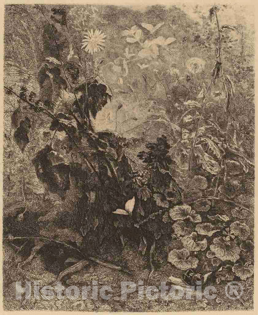 Art Print : Karl Bodmer, Escargots et Papillons - Vintage Wall Art