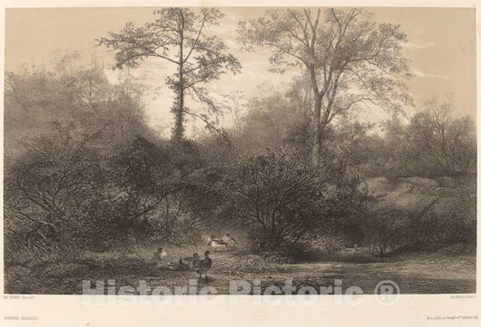 Art Print : Karl Bodmer, Canards Sauvages - Vintage Wall Art