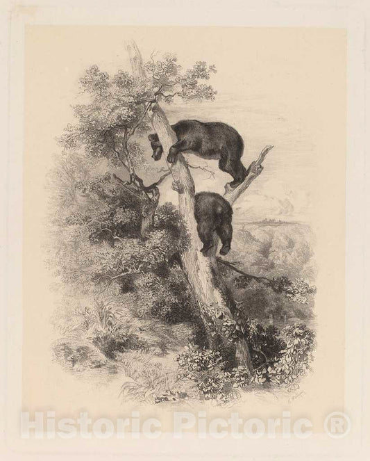 Art Print : Karl Bodmer, Deux Ours - Vintage Wall Art
