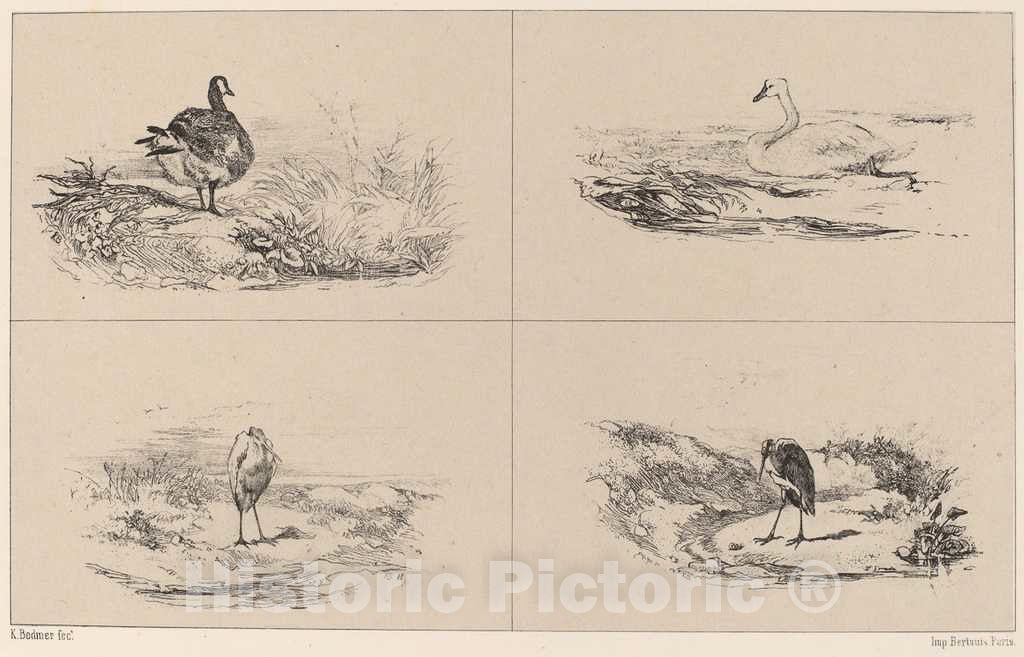 Art Print : Karl Bodmer, Oies, Cygnes, Herons - Vintage Wall Art