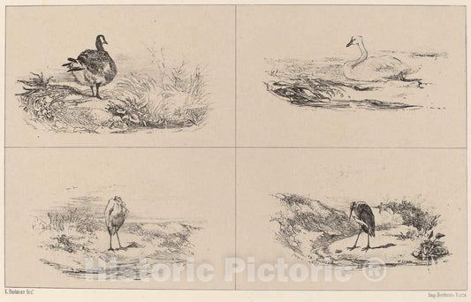 Art Print : Karl Bodmer, Oies, Cygnes, Herons - Vintage Wall Art