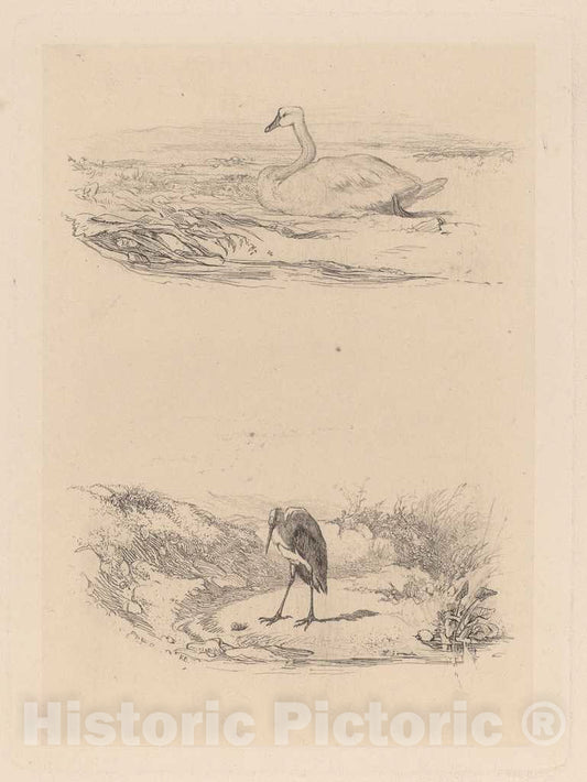 Art Print : Karl Bodmer, Cygne, Heron - Vintage Wall Art