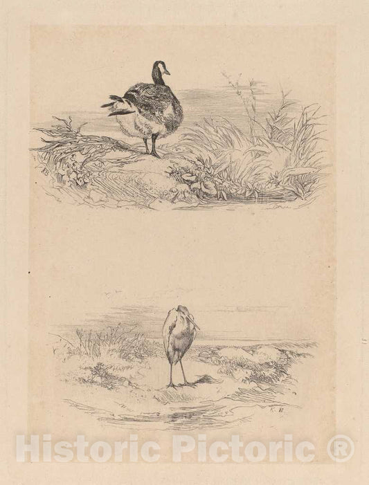 Art Print : Karl Bodmer, Oie, Heron - Vintage Wall Art