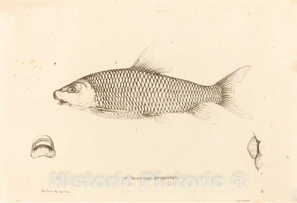 Art Print : Alexandre Lesueur, C. Macrolepidotus, c.1819 - Vintage Wall Art