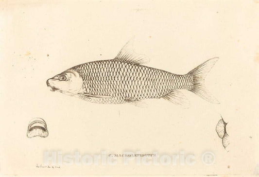 Art Print : Alexandre Lesueur, C. Macrolepidotus, c.1819 - Vintage Wall Art