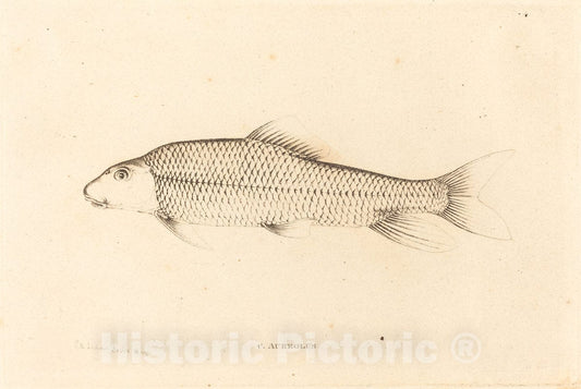 Art Print : Alexandre Lesueur, C. Aureolus, 1817 - Vintage Wall Art