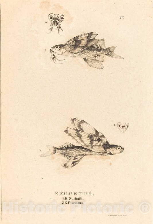 Art Print : Alexandre Lesueur, Exocetus, c.1819 - Vintage Wall Art