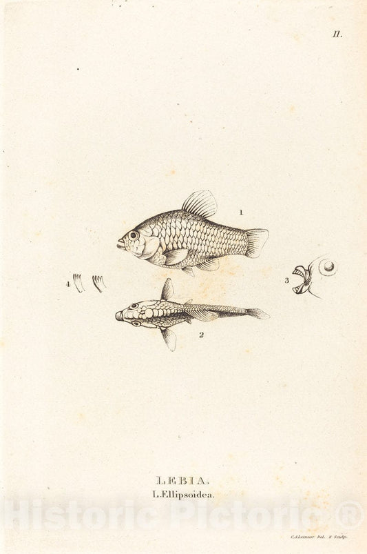 Art Print : Alexandre Lesueur, Lebia (L'Ellipsoidea), c.1819 - Vintage Wall Art