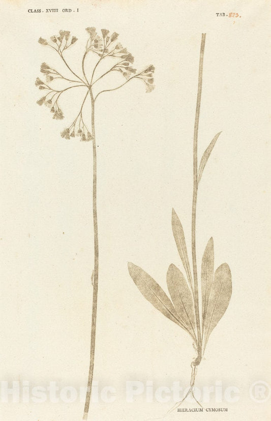 Art Print : Johann Hieronymus Kniphof, Hieracium Cymosum, c.1761 - Vintage Wall Art