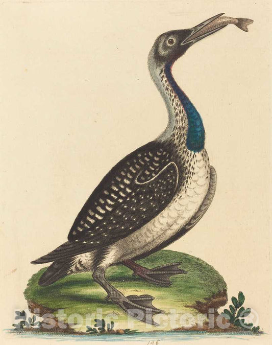 Art Print : George Edwards, Black and White Water-Fowl with Blue Throat - Vintage Wall Art
