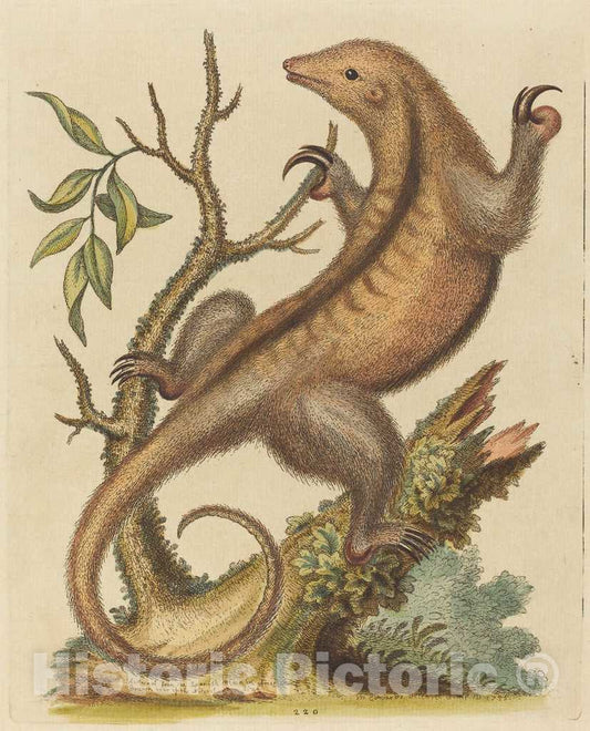 Art Print : George Edwards, Pygmy Anteater, 1755 - Vintage Wall Art