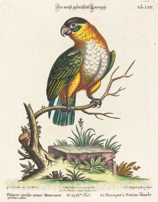 Art Print : Seligmann After Edwards, Psittacus Viridis Minor Mexicanus - Vintage Wall Art