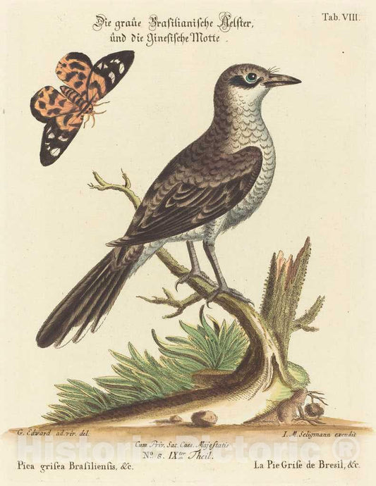 Art Print : Seligmann After Edwards, Pica grisea Brasiliensis - Vintage Wall Art
