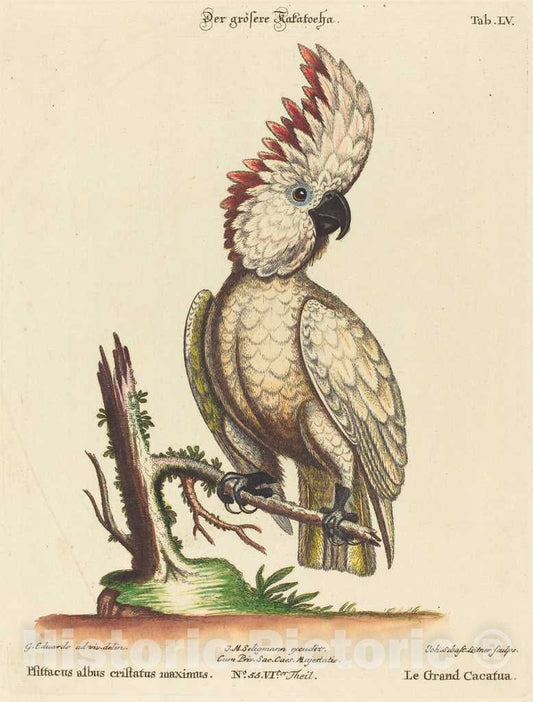 Art Print : Seligmann After Edwards, Psittacus Albus cristatus Maximus - Vintage Wall Art